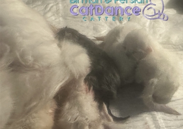 Gatitos persa de increíble linaje francés para reserva